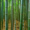 bamboo-3283987_1920-500x400