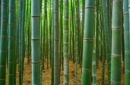 bamboo-3283987_1920-500x400