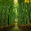 kyoto-BAMBù-FOREST-500x400
